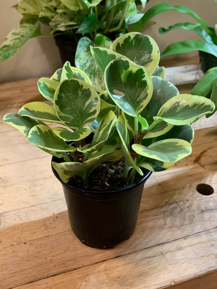 Peperomia Obtusifolia Variegata