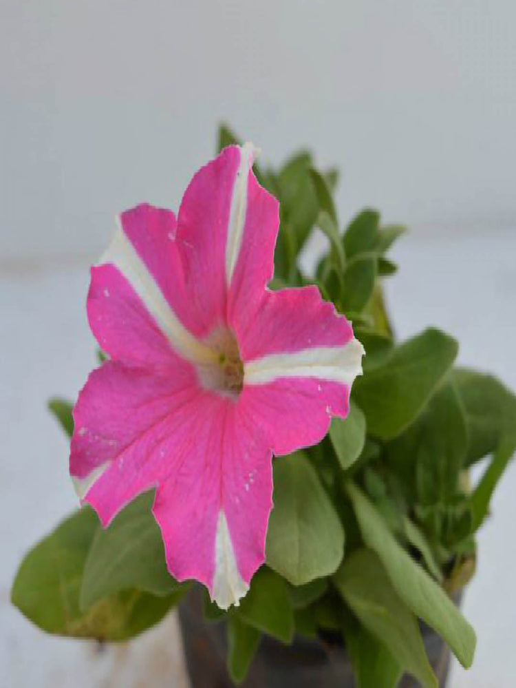Petunia Grandiflora Pink Stripe