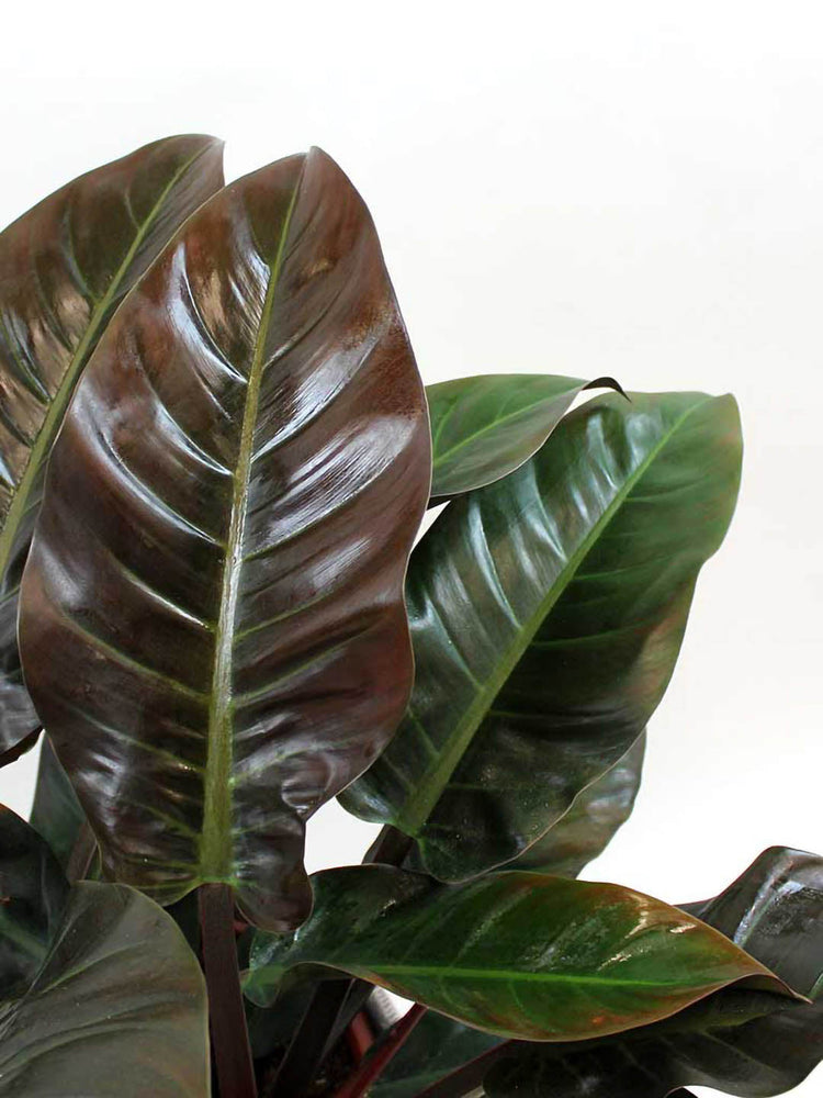 Philodendron Imperial Red