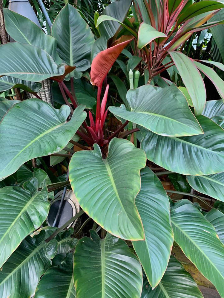Philodendron Rojo Congo