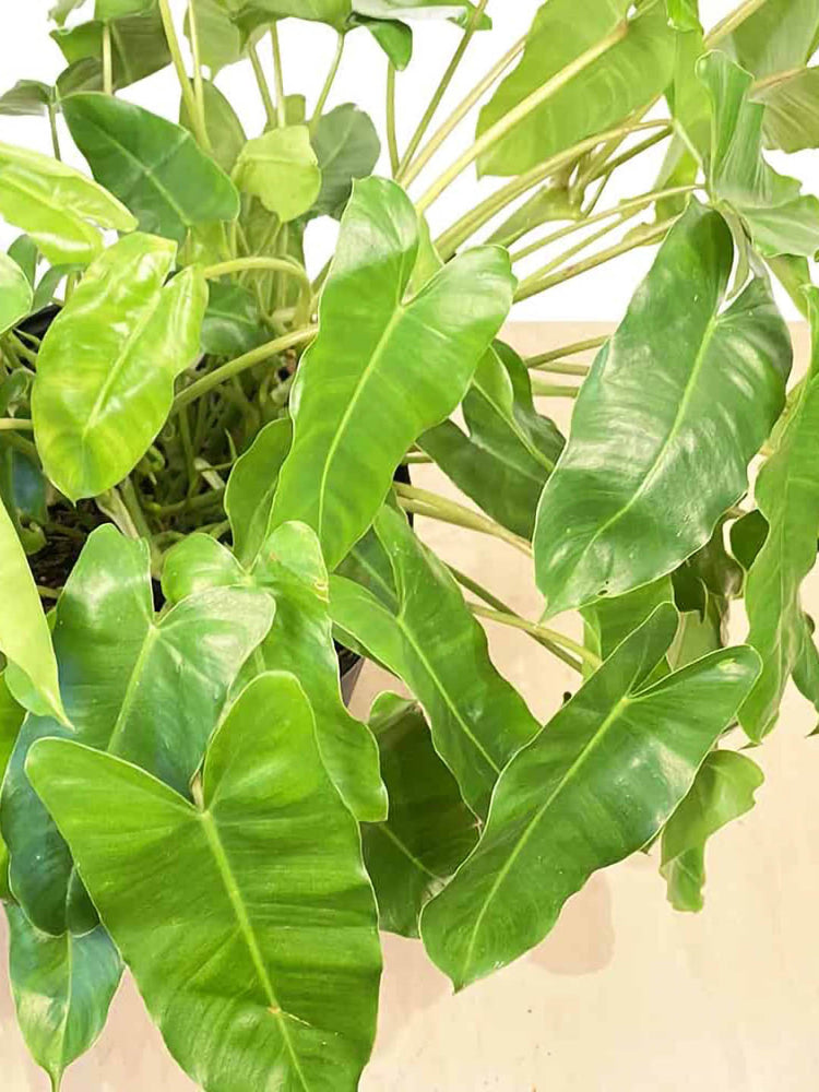 Philodendron Burle Marx