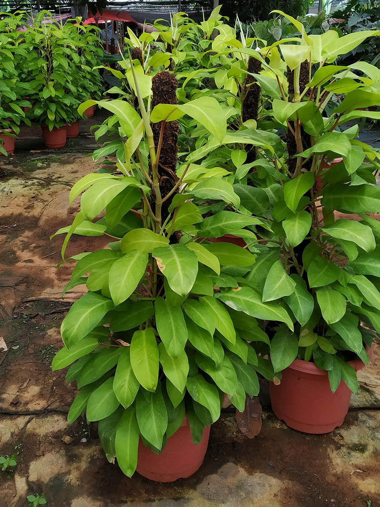 Philodendron Erubescens Gold