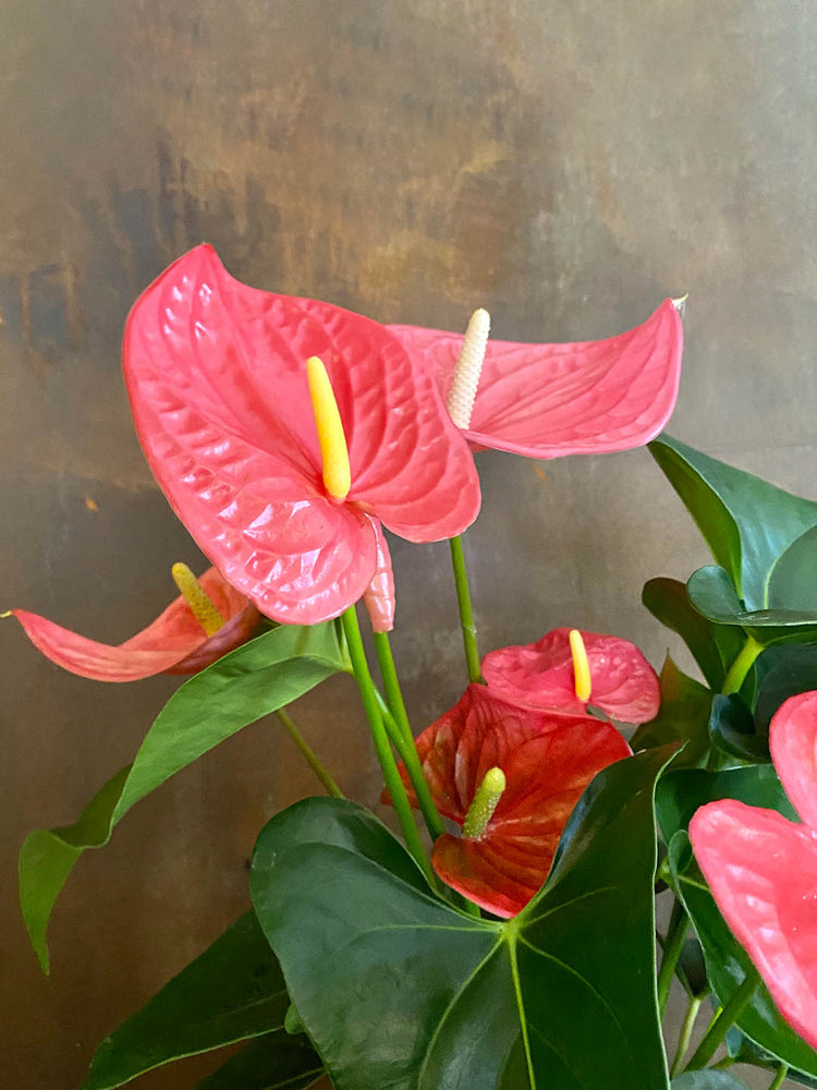 Anthurium Andraeanum Pink