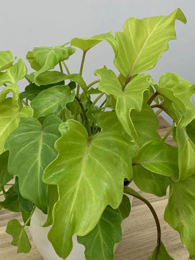 Philodendron Xanadu Golden