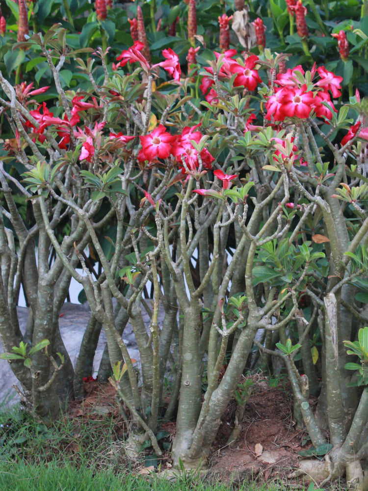 Adenium Obesum Red