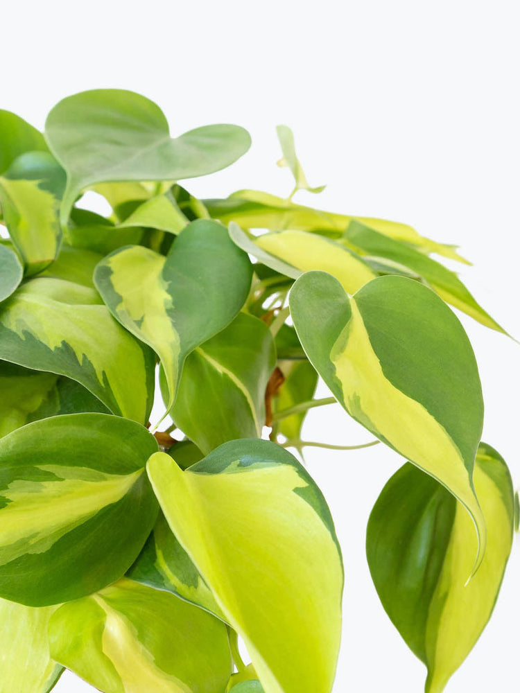 Philodendron Brasil