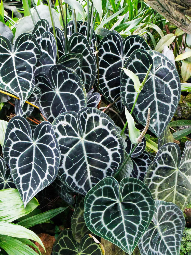 Anthurium Clarinervium