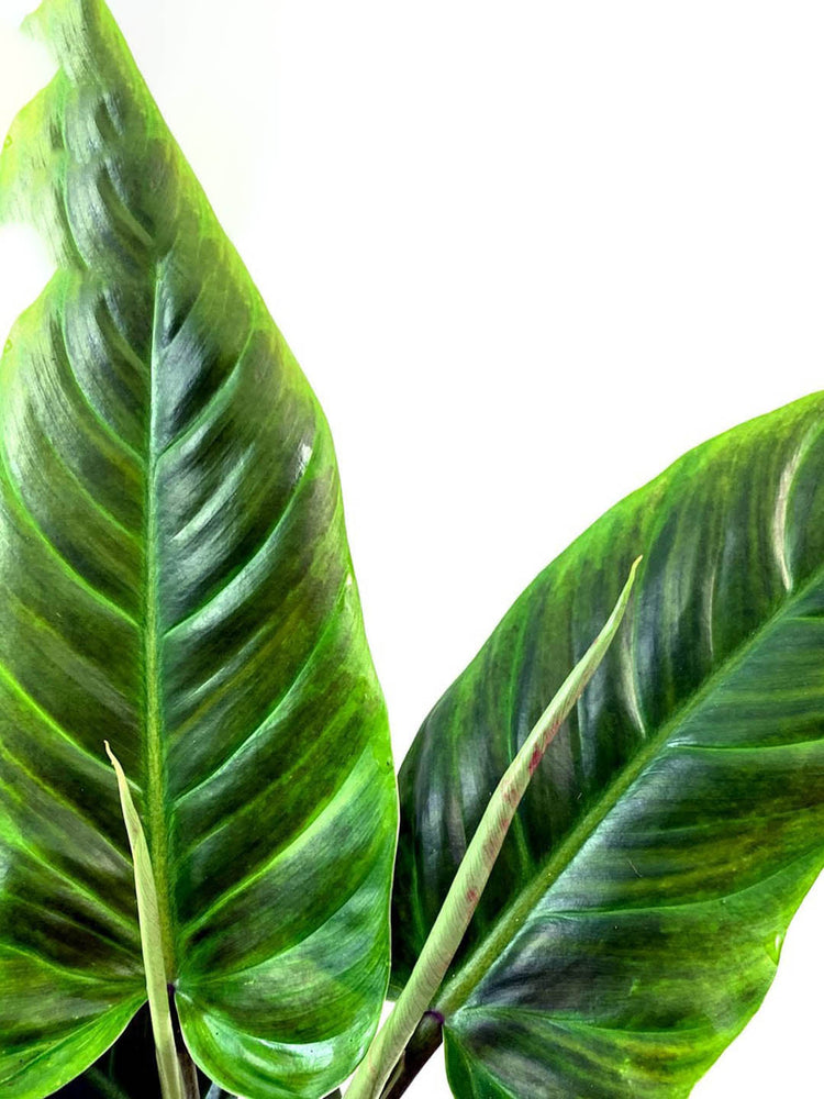 Philodendron Subhastatum