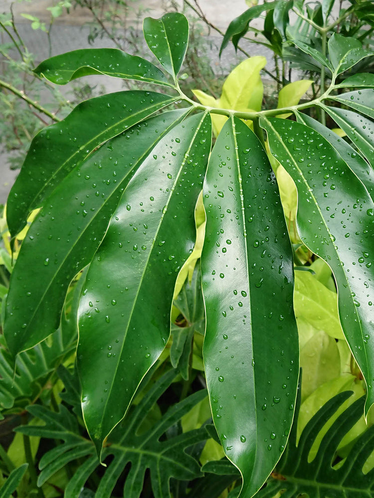 Philodendron Goeldii