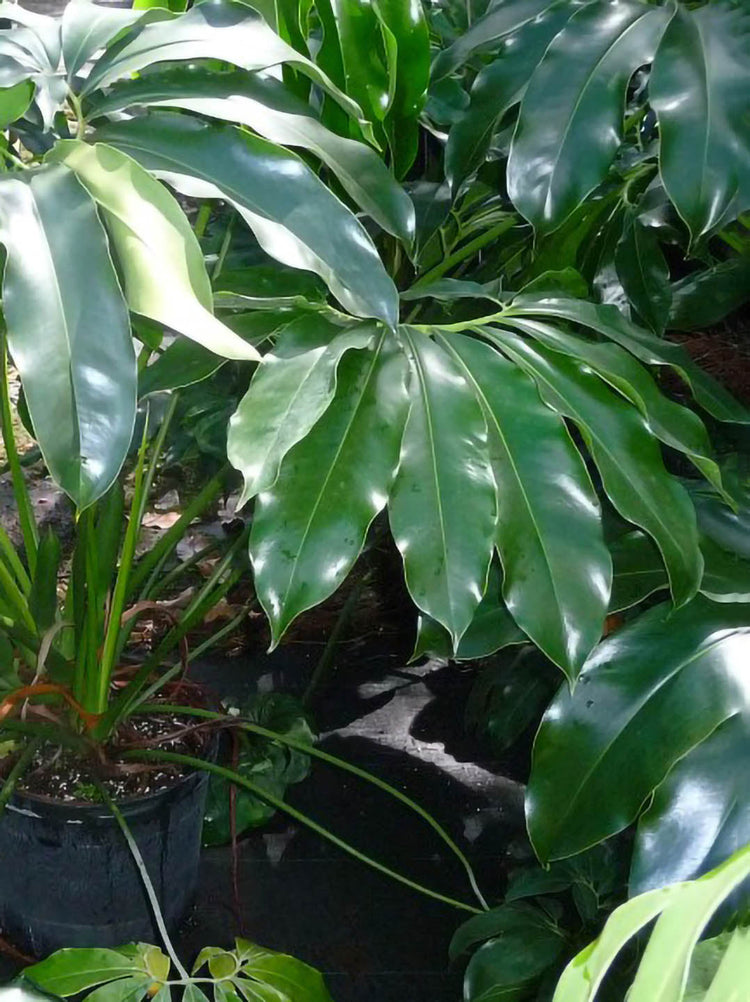 Philodendron Goeldii