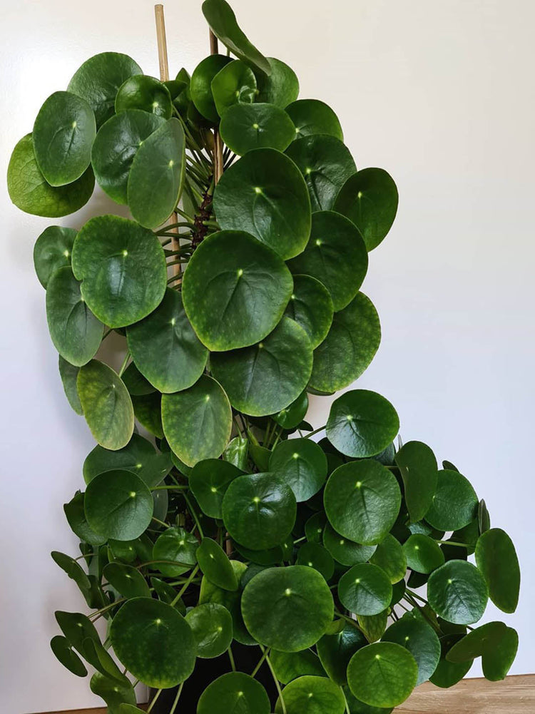 Pilea Peperomioides