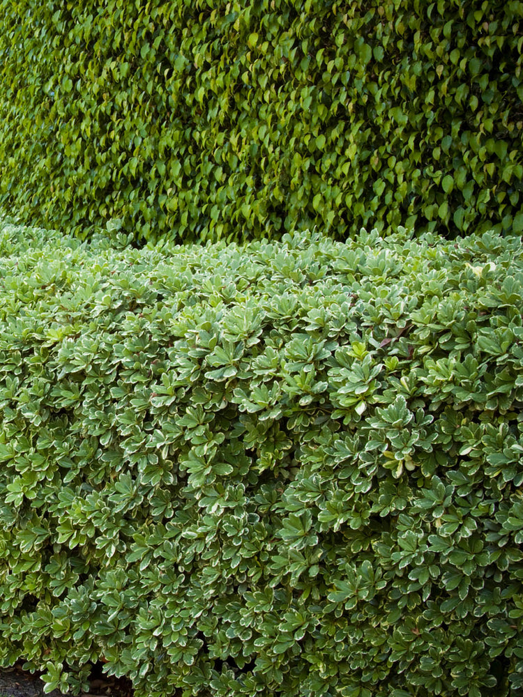 Pittosporum Tobira Variegatum