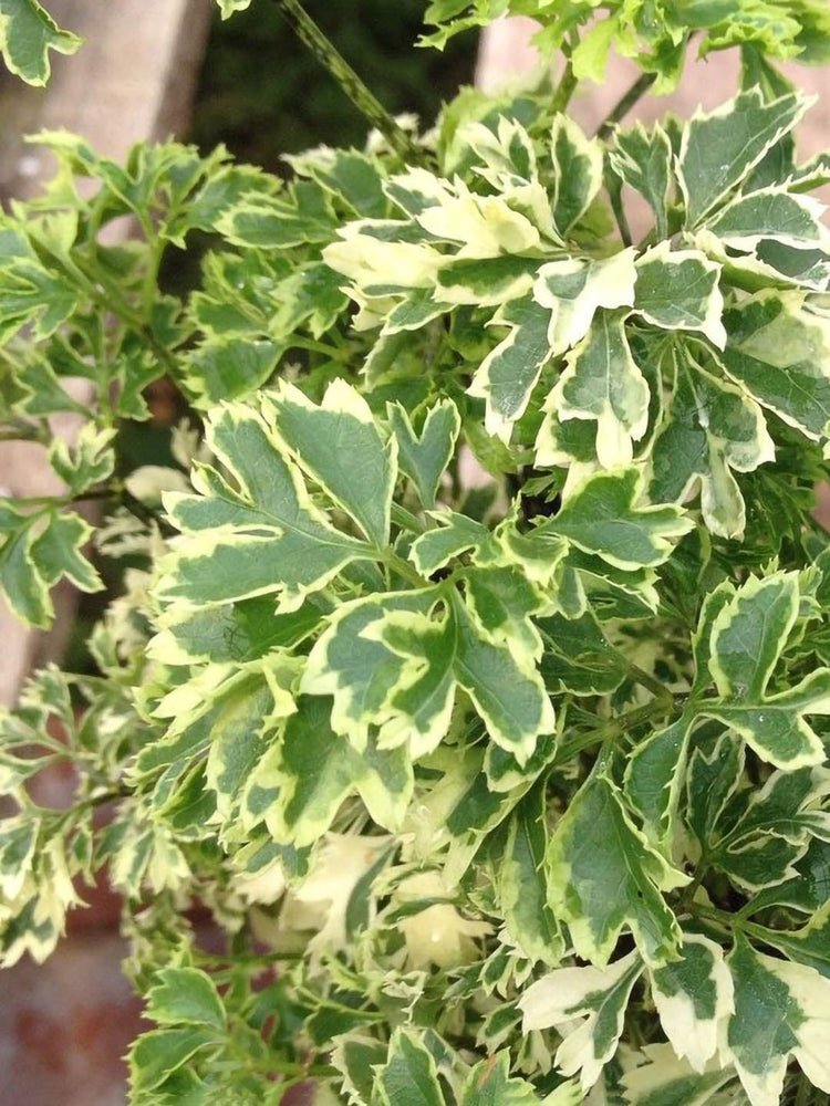 Polyscias Fruticosa Miniature Variegated