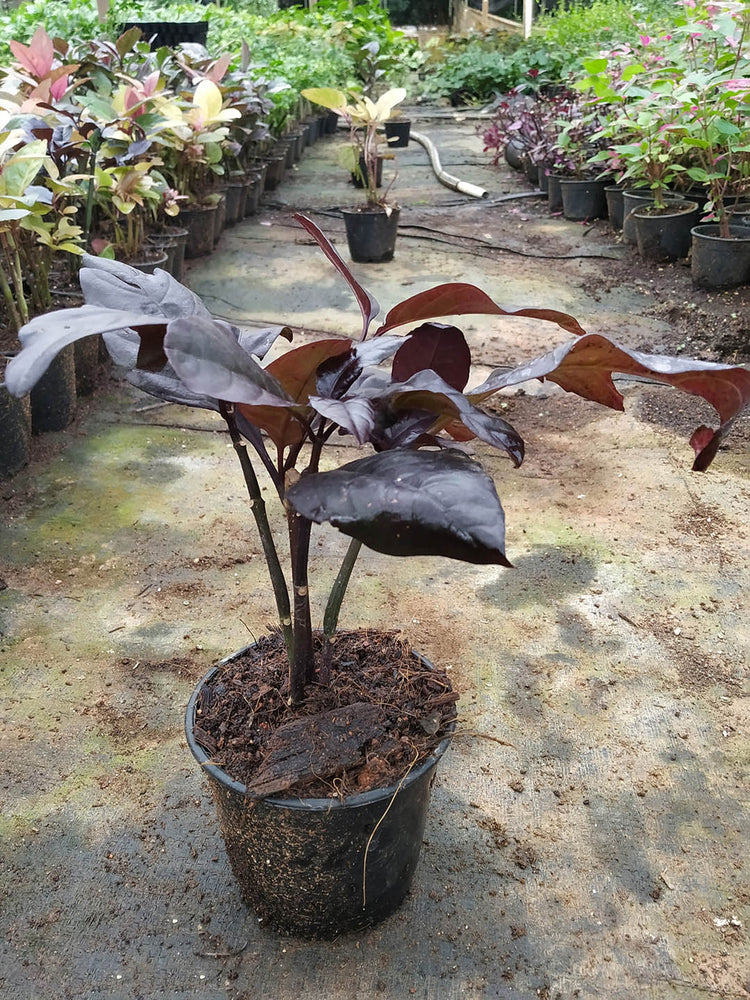 Pseuderanthemum Atropurpureum Rubrum