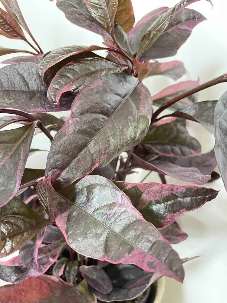 Pseuderanthemum Atropurpureum Purple