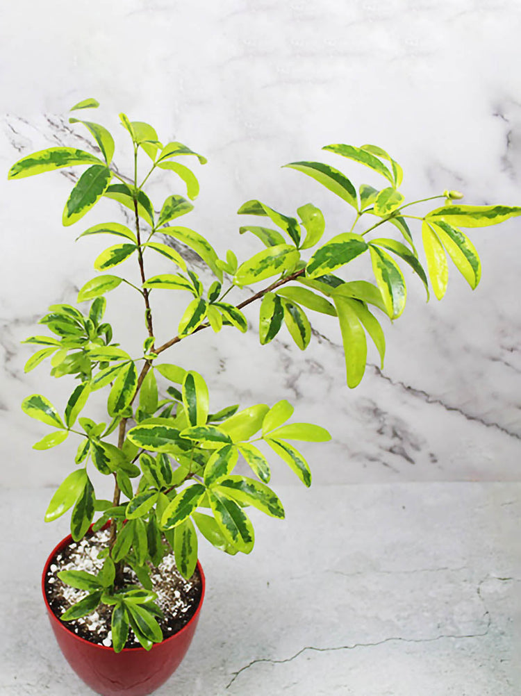 Ravenia Spectabilis Variegata