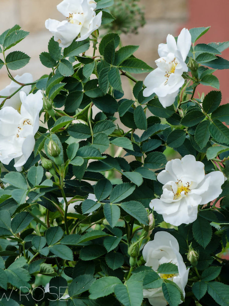 Rosa Alba Semi-Plena