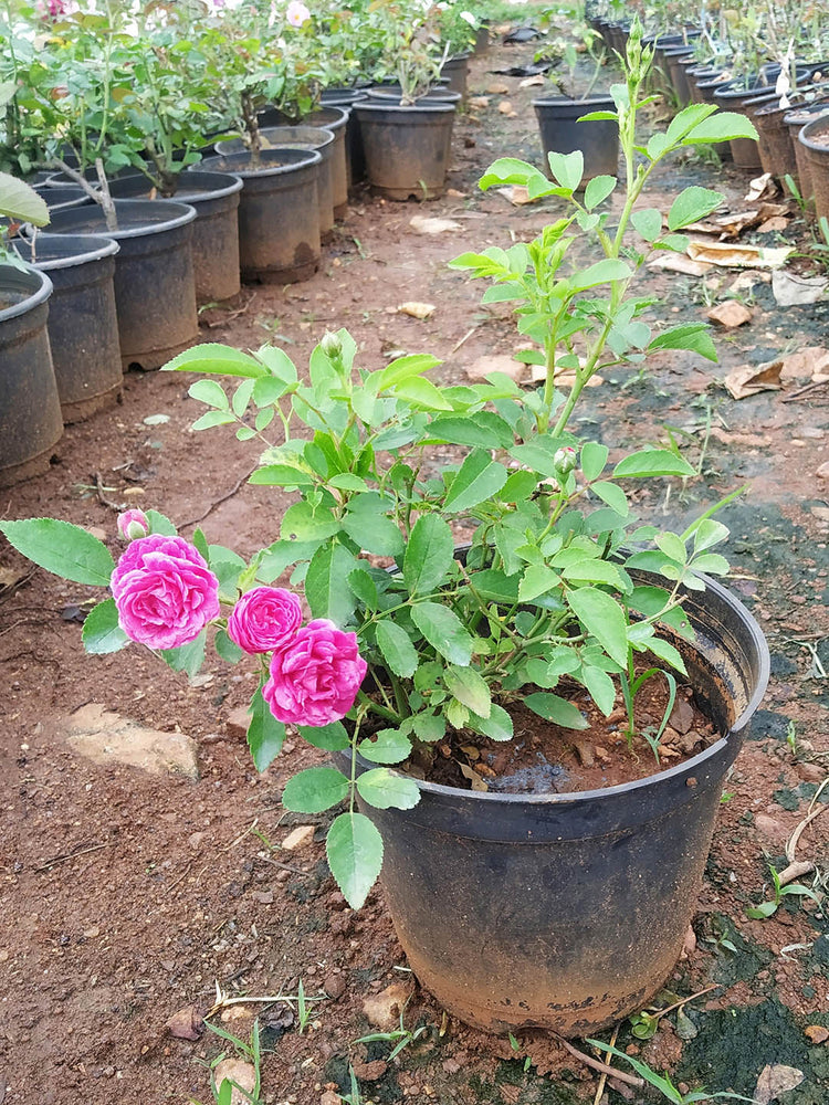Rosa Gertrude Jekyll