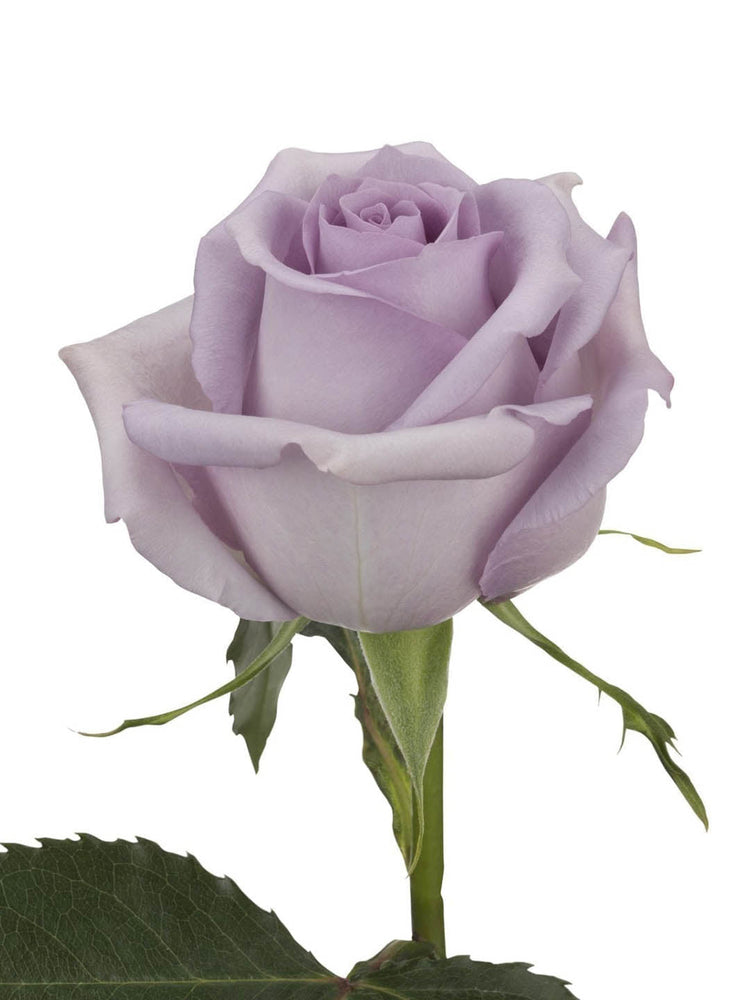 Rosa Ocean Song Plant or Hybrid Tea Rose with Green coloured leaves and Lavender coloured flower