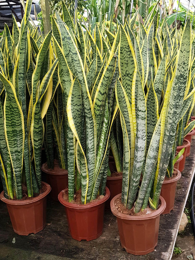 Sansevieria Trifasciata Laurentii