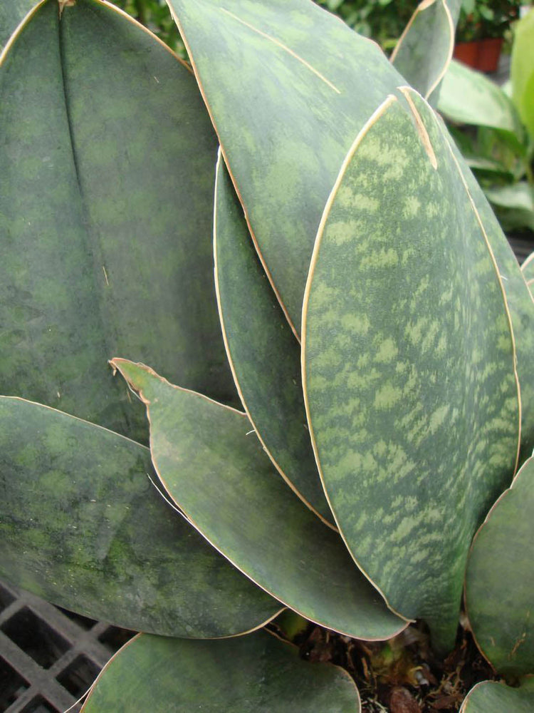 Sansevieria Masoniana Frost Green