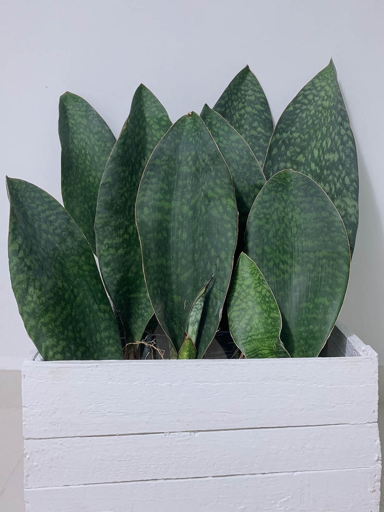 Sansevieria Masoniana Dark Green