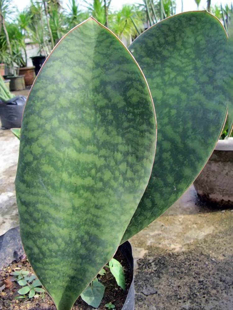 Sansevieria Hyacinthoides
