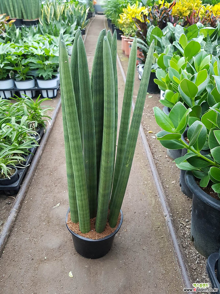 Sansevieria Stuckyi