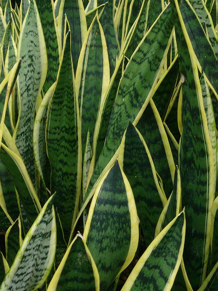 Sansevieria Trifasciata Gold Flame