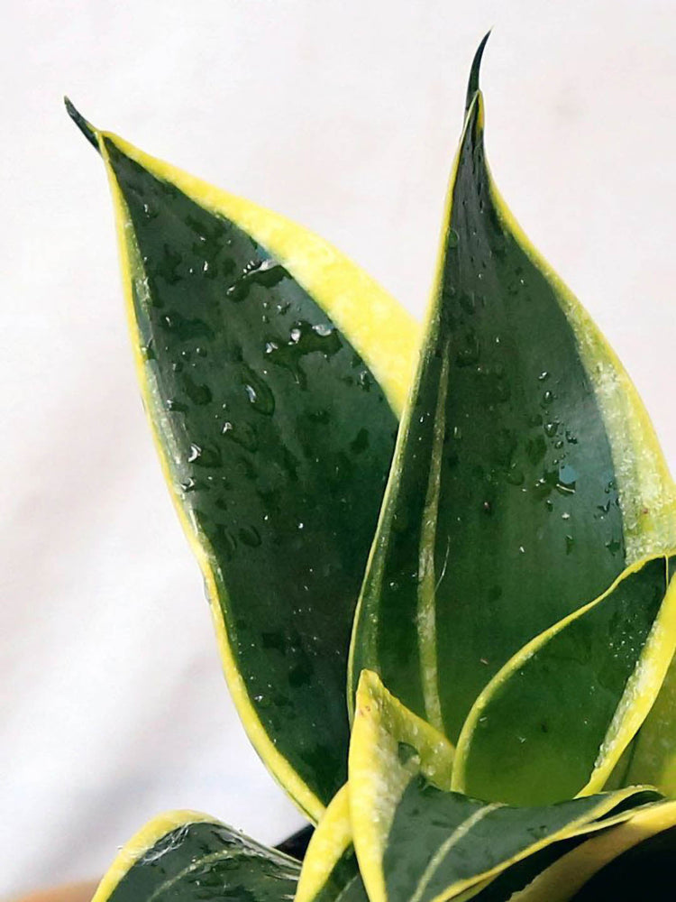 Sansevieria Golden Hahnii