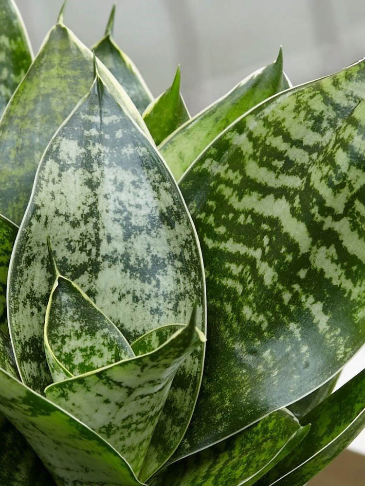 Sansevieria Green Hahnii
