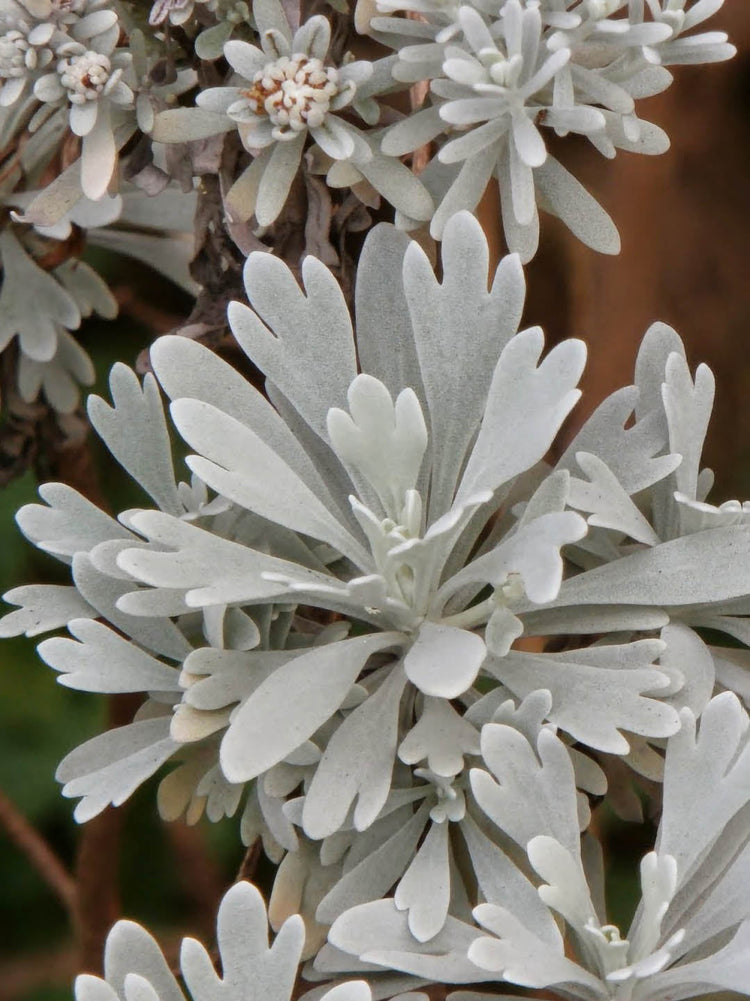 Artemisia Stelleriana