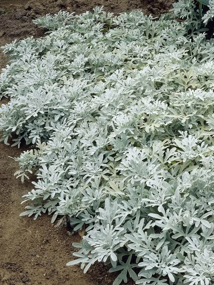 Artemisia Stelleriana