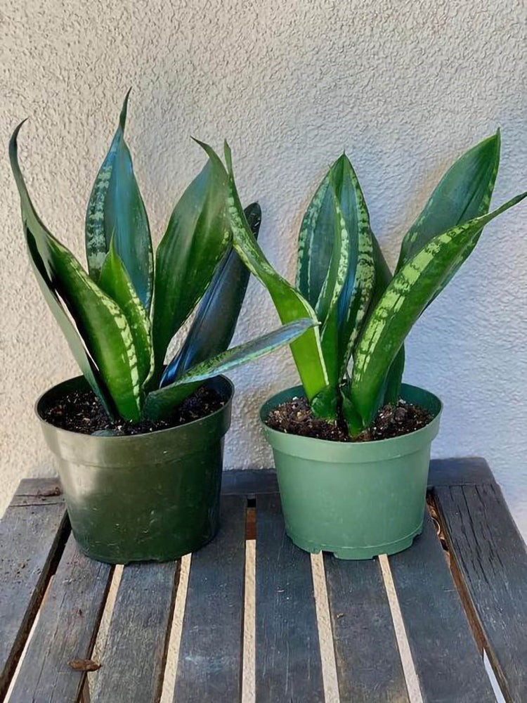 Sansevieria Whitney