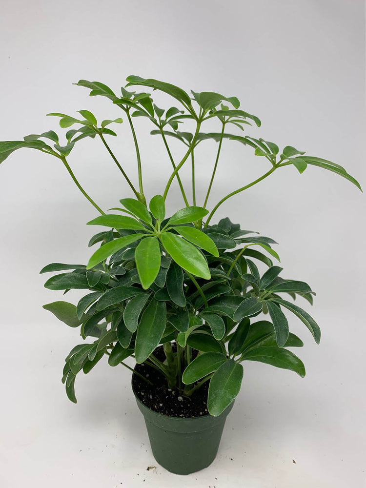 Schefflera Arboricola Green