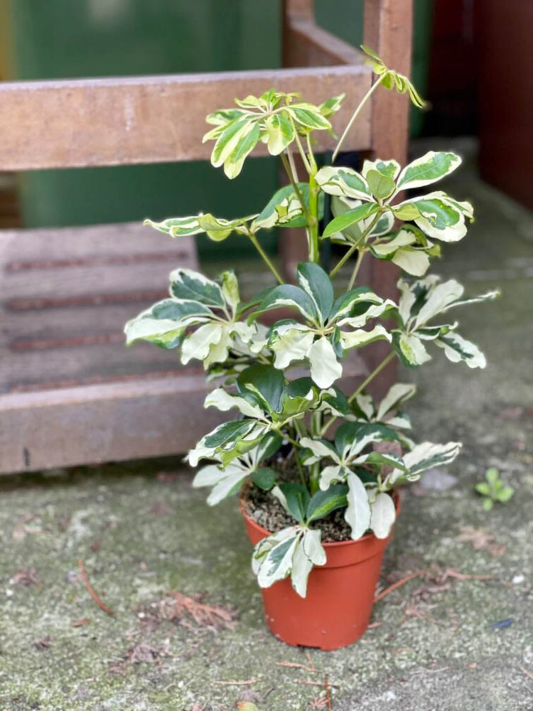 Schefflera Arboricola Variegated White