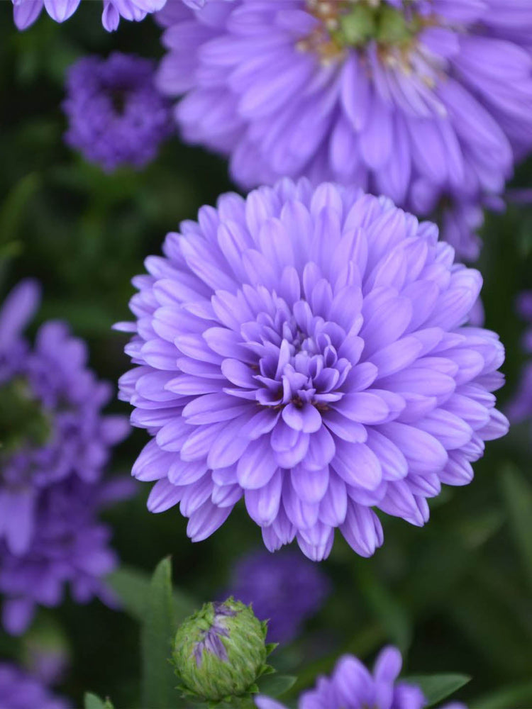 Aster Purple