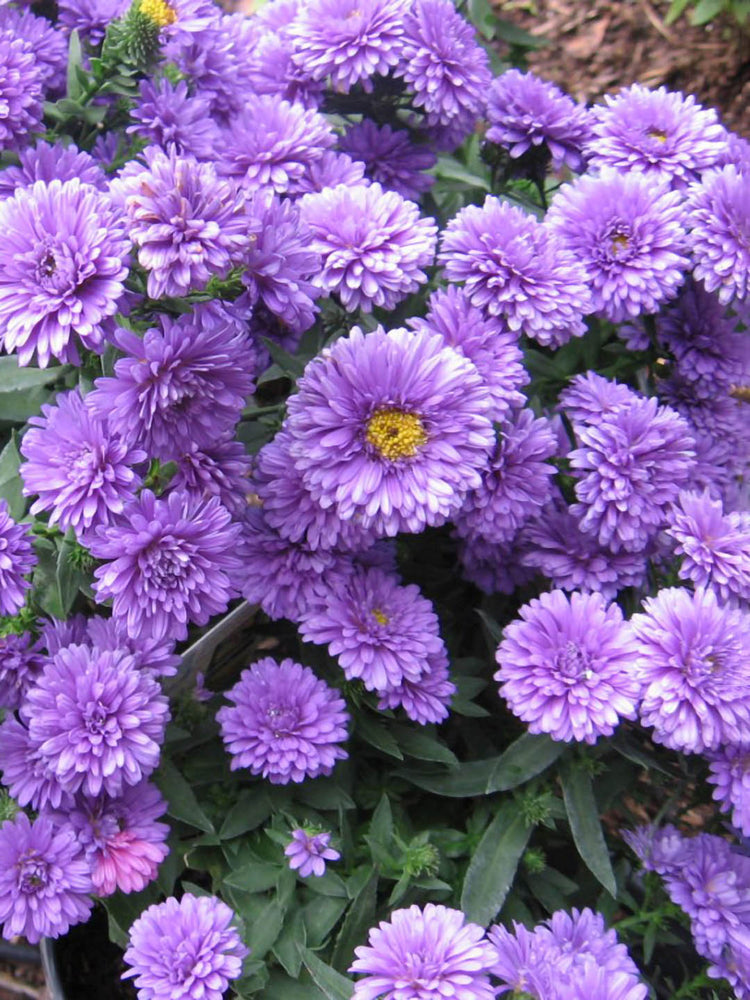 Aster Purple