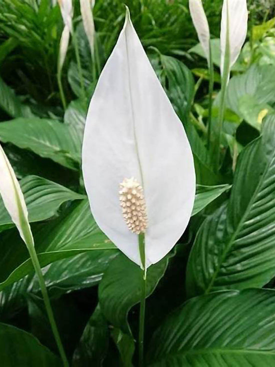 Spathiphyllum Wallisii