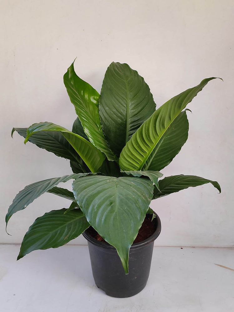Spathiphyllum Sensation