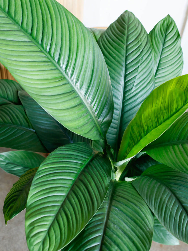 Spathiphyllum Sensation