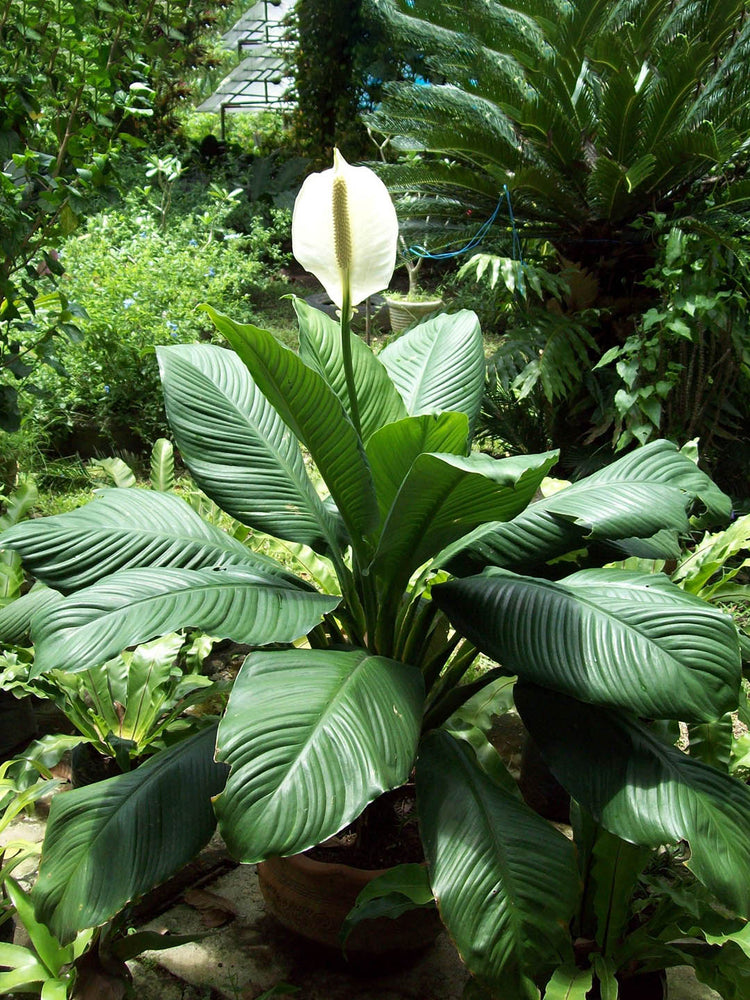 Spathiphyllum Sensation