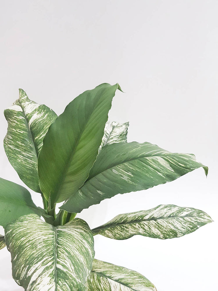 Spathiphyllum Sensation Variageted