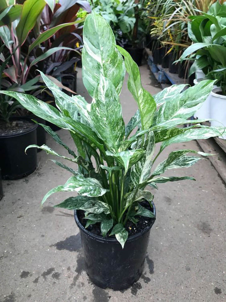 Spathiphyllum Domino