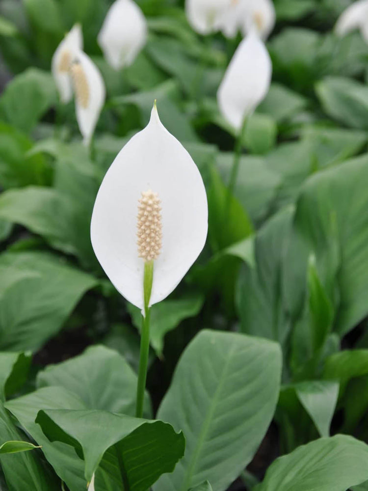 Spathiphyllum Hybrid