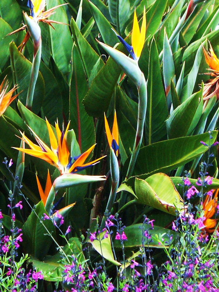 Strelitzia Reginae