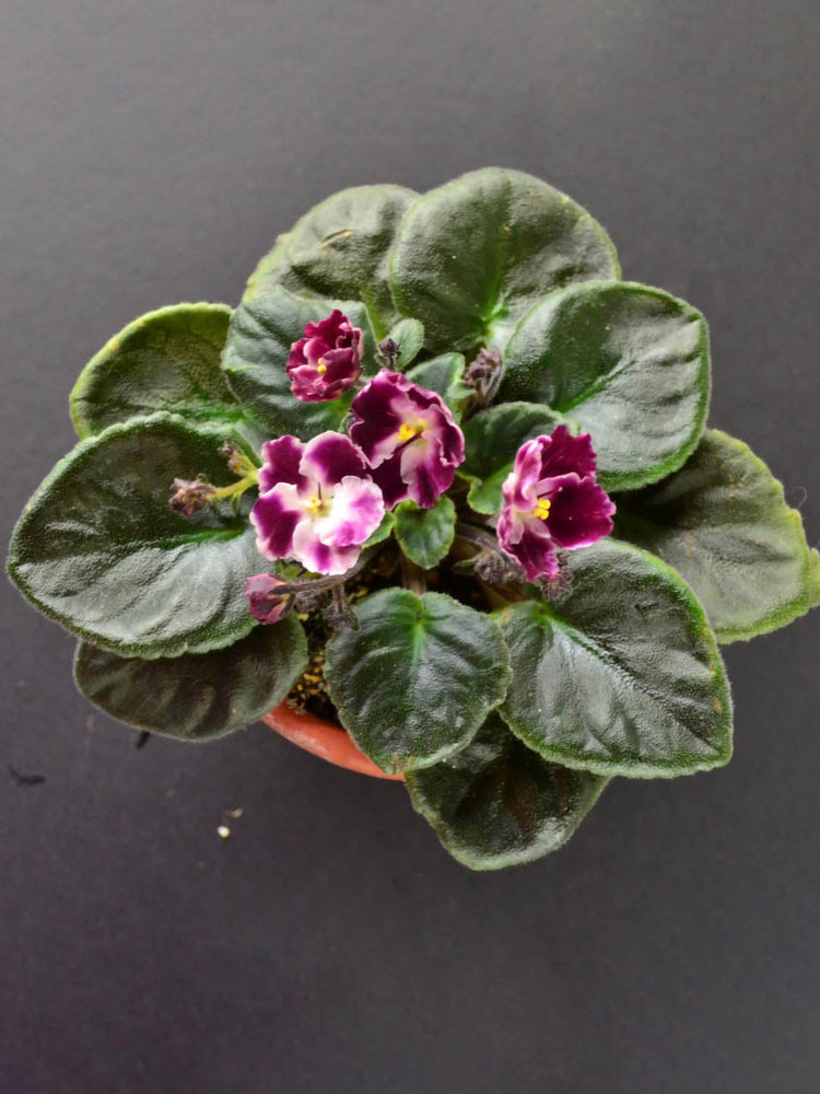 Saintpaulia Crimson Ice