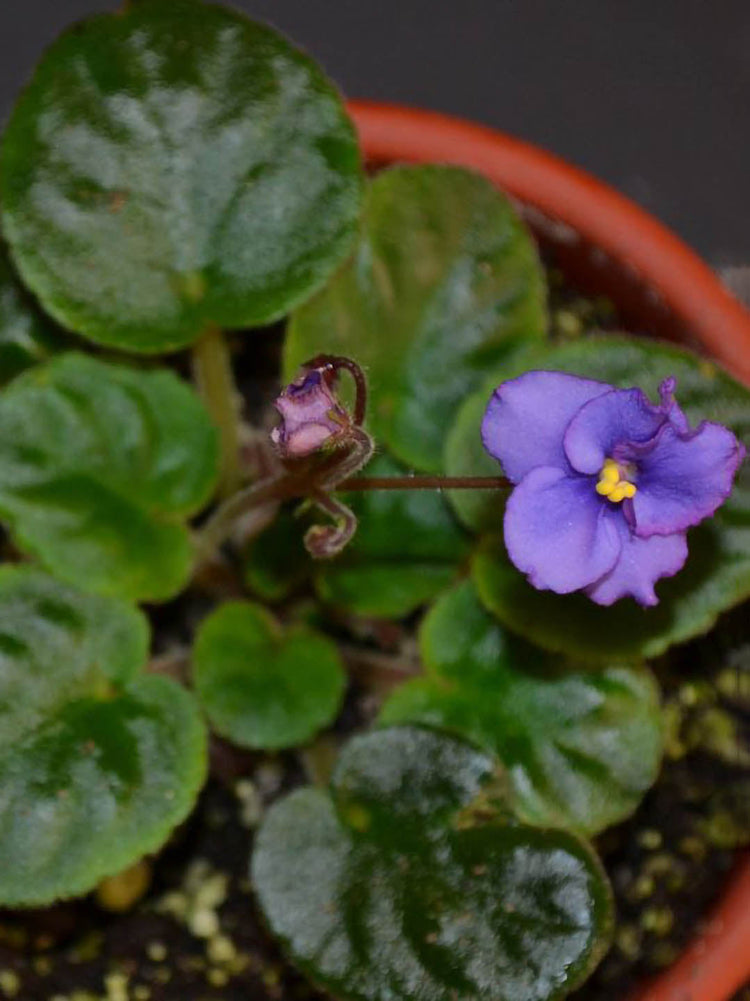 Saintpaulia Midnight Rascal