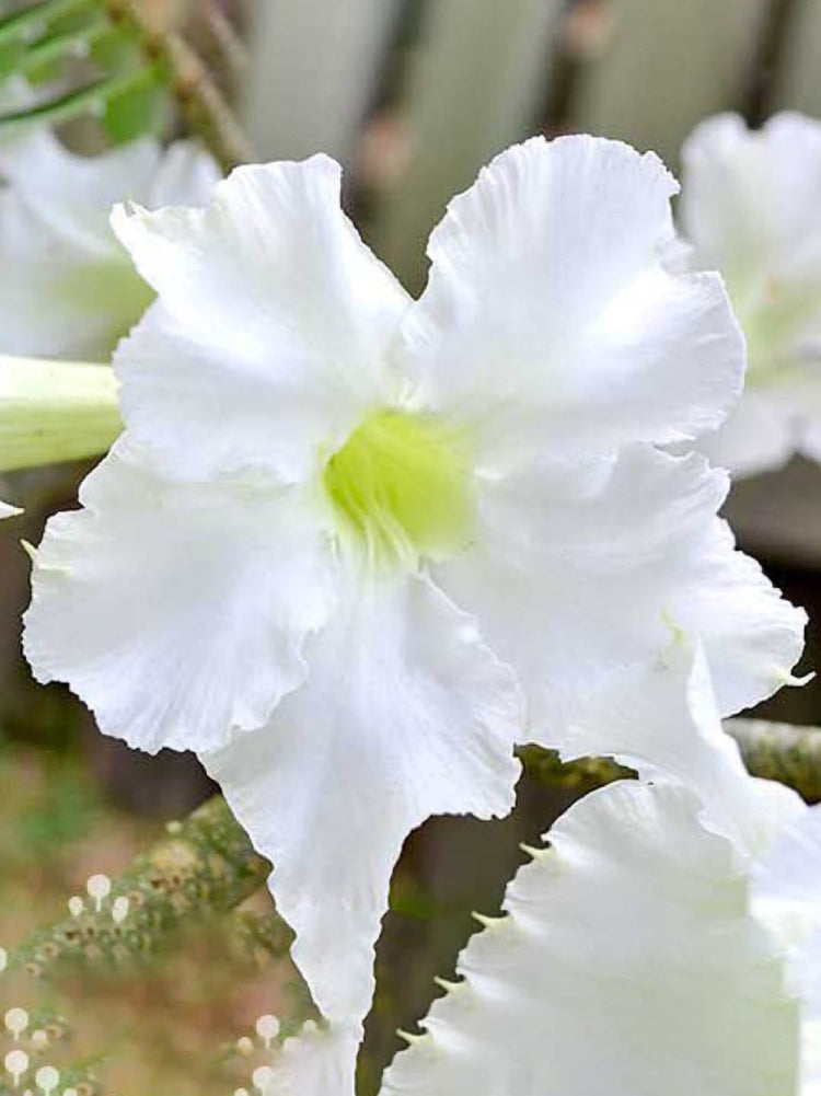 Adenium Obesum White