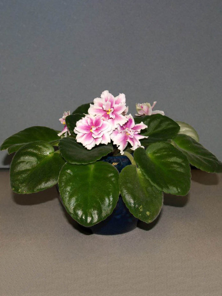 Saintpaulia Music Box Dancer